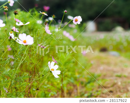 Blooming flower 28117922