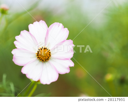 綻放的花 28117931