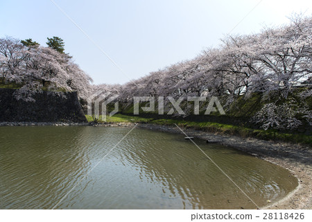 Nagoya castle and cherry blossoms 28118426