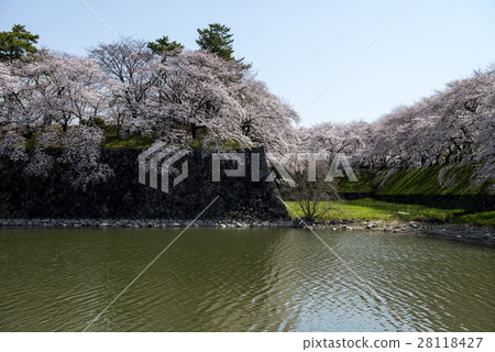名古屋城堡和櫻花 名古屋城堡和櫻花 28118427