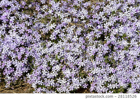 Shibazakura（Shiba櫻花） 28118526