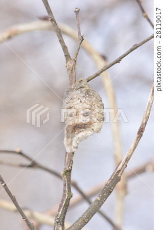 Red egg Red egg 28119017