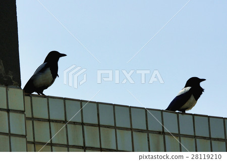 Magpie Magpie 28119210