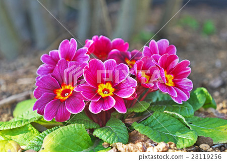 Primula Julien 28119256