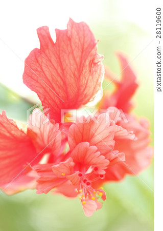 Red hibiscus flower, soft focus sweet floral image Red hibiscus flower, soft focus sweet floral image 28119600
