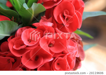 Red euphorbia milii or Crown of thorns flower. 28119606