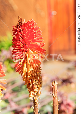 in south africa close up of the red orange in south africa close up of the red orange 28119758