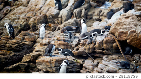 in south africa  wildlife  nature birds      28119759