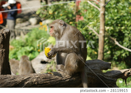 獼猴 28119915