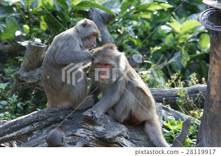 獼猴 28119917