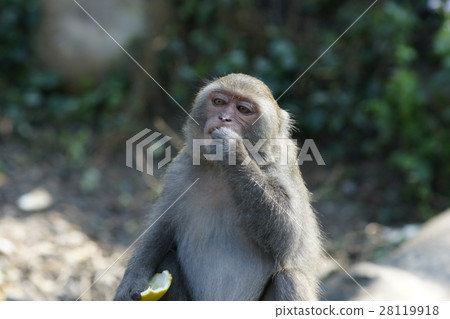 獼猴 獼猴 28119918