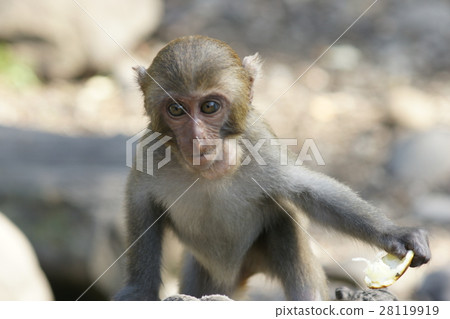 獼猴 28119919