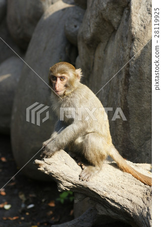 獼猴 28119925