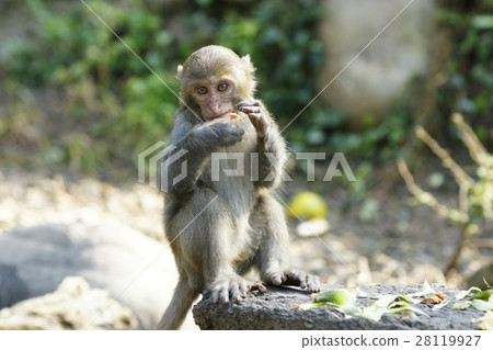 獼猴 28119927