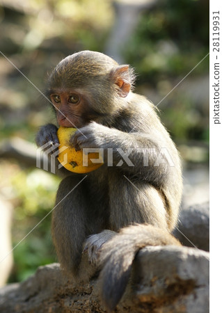 獼猴 28119931