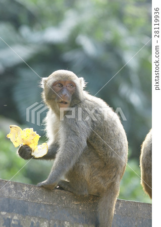 獼猴 獼猴 28119936