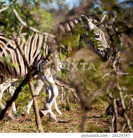 in south africa     wildlife  nature  28120147