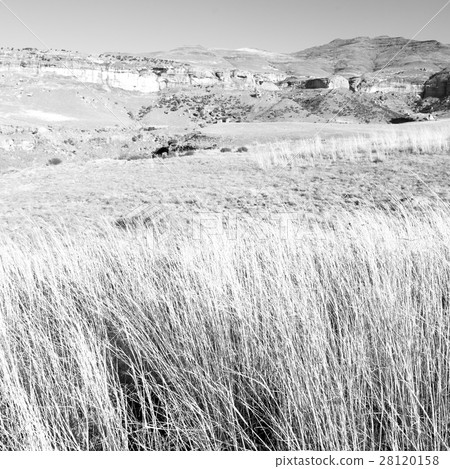 in south africa  land bush   and tree 28120158