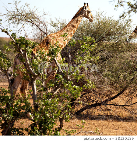 in south africa    wildlife   reserve and      28120159