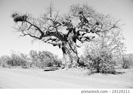 in south africa   street and baobab 28120211