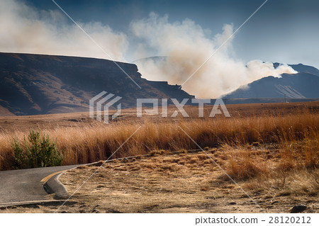 in south africa  land bush       and tree 28120212