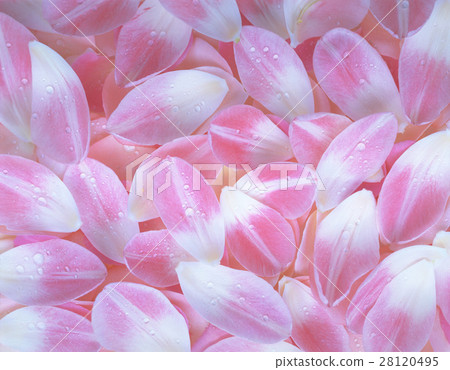 背景 花瓣 28120495