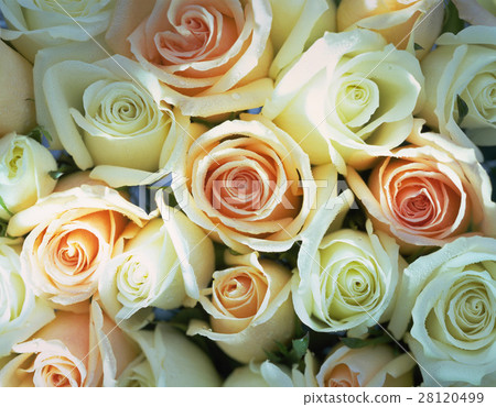 背景 玫瑰花 28120499