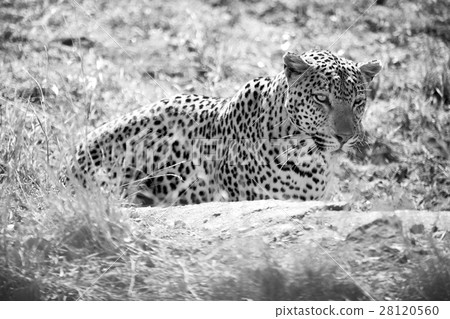 in south africa kruger natural park wild leopard in south africa kruger natural park wild leopard 28120560