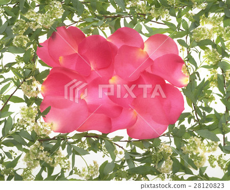 背景 玫瑰花 28120823