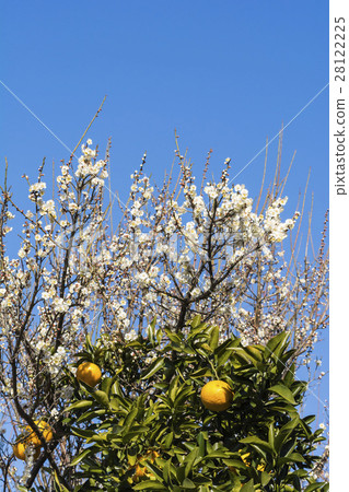 夏天桔子和盛開的李子開花 夏天桔子和盛開的李子開花 28122225