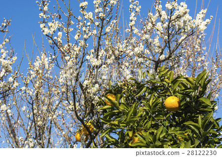夏天桔子和盛開的李子開花 夏天桔子和盛開的李子開花 28122230