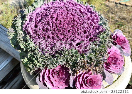 Leaf peony Leaf peony 28122311