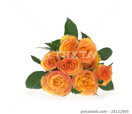 White background 28122905