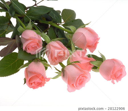 白背景 玫瑰花 28122906
