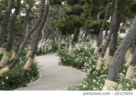 Narcissus of Jogashima Park Narcissus of Jogashima Park 28123050
