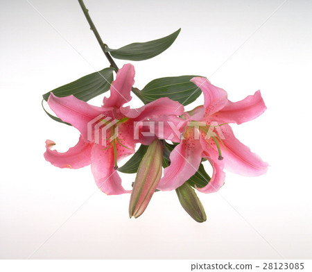 白背景 百合花 28123085