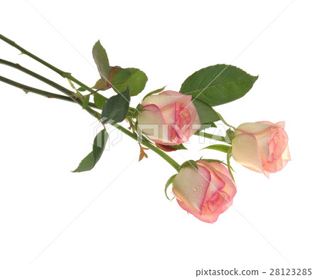 白背景 玫瑰花 28123285