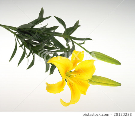 白背景 百合花 28123288