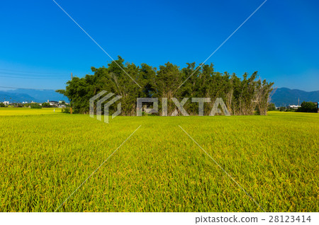 蘭陽平原稻田 28123414