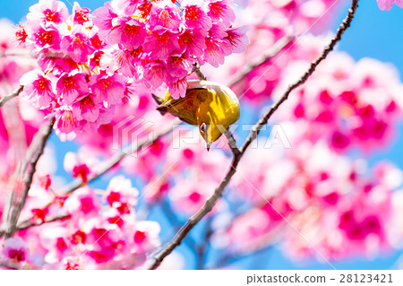 Kanhizakura and white-eye Kanhizakura and white-eye 28123421