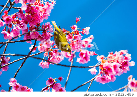 Kanhizakura and white-eye Kanhizakura and white-eye 28123499