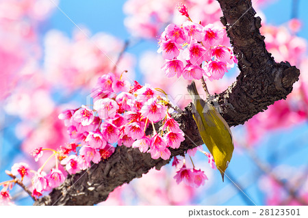 Kanhizakura and white-eye 28123501