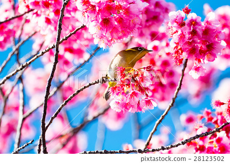 Kanhizakura and white-eye Kanhizakura and white-eye 28123502