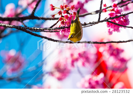 Hinomaru Cold Capital Cherry Medilo 28123532