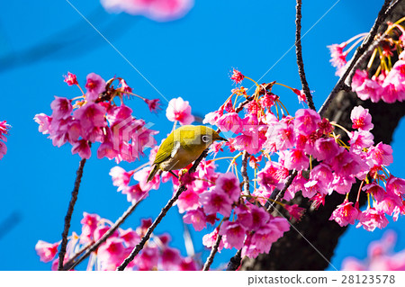 Kanhizakura and white-eye Kanhizakura and white-eye 28123578