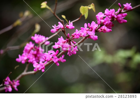 Hanazu Ow Hanazu Ow 28123893