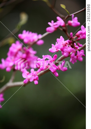 Hanazu Ow Hanazu Ow 28123898