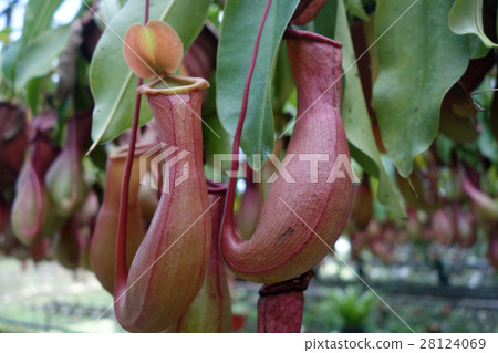 Tropical pitcher plant 28124069