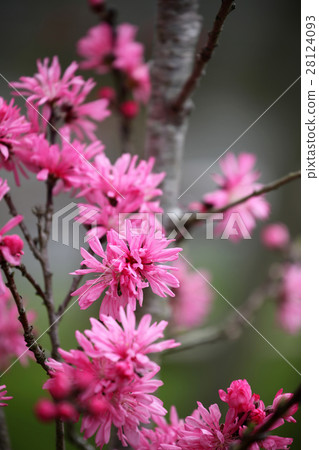 Kikumomo Kikumomo 28124093