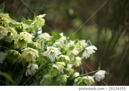 聖誕節玫瑰 28124355